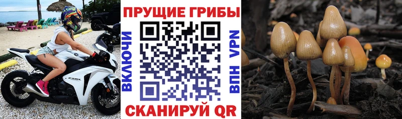 цена   Михайловка  Псилоцибиновые грибы Psilocybe 