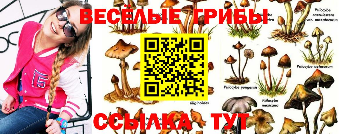 Псилоцибиновые грибы Magic Shrooms  Псилоцибиновые грибы GOLDEN TEACHER  Михайловка  цена наркотик  Вход с VPN 